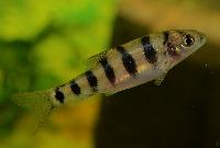 Barbodes semifasciolatus
