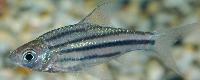 Puntius johorensis