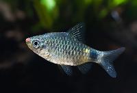 Pethia erythromycter