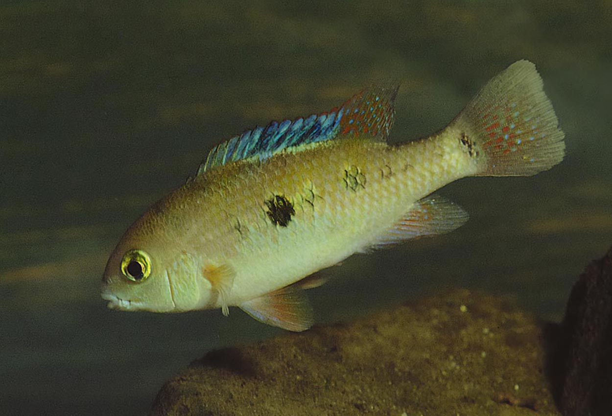 Rheoheros coeruleus