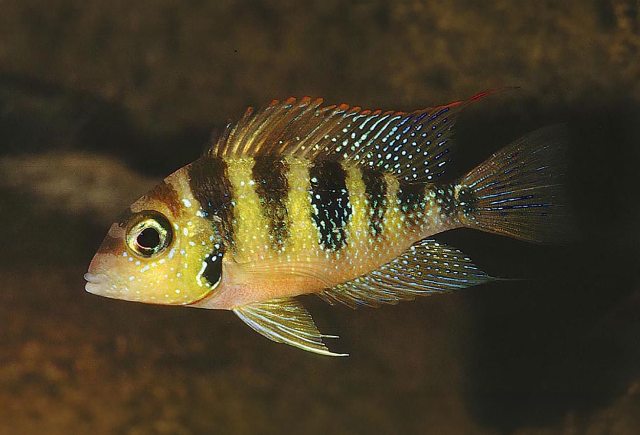 Thorichthys helleri
