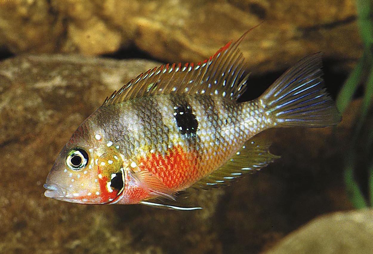 Thorichthys maculipinnis