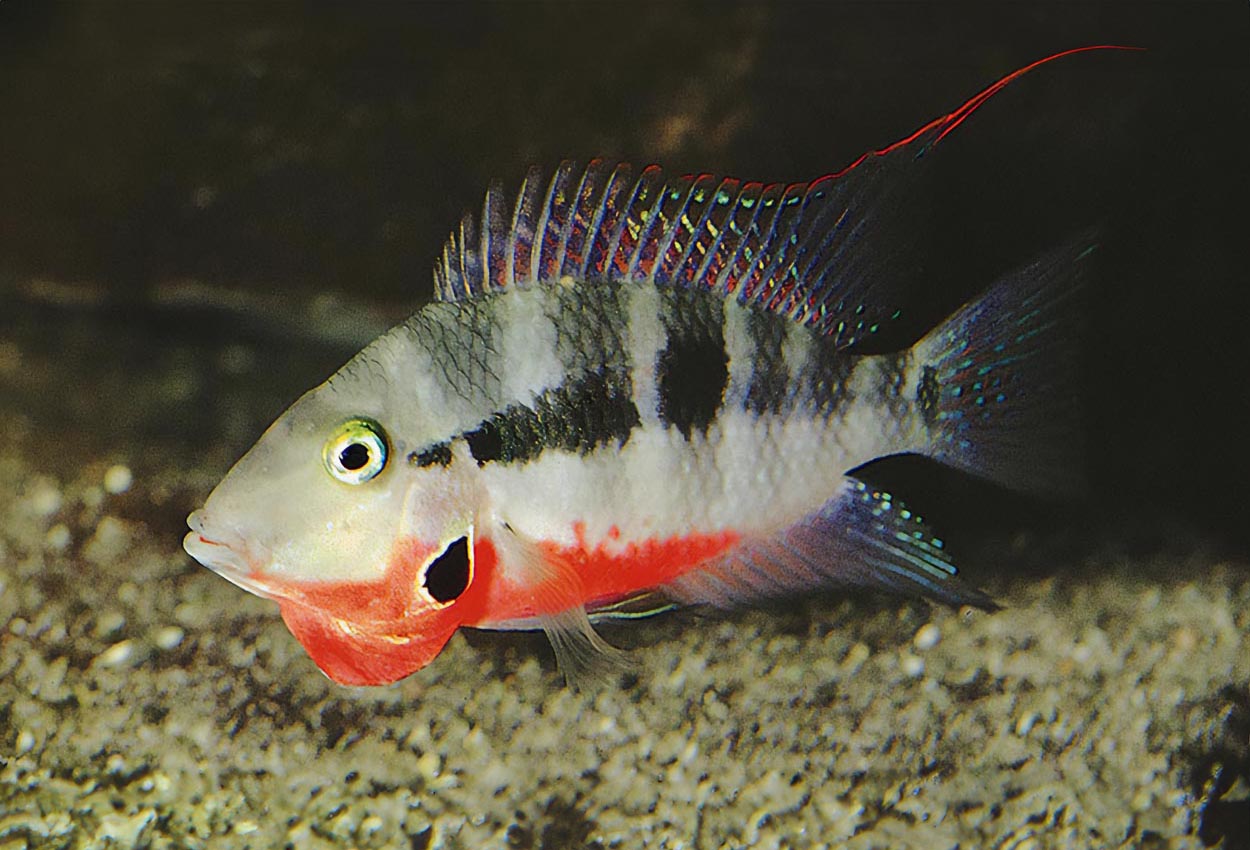 Thorichthys meekii