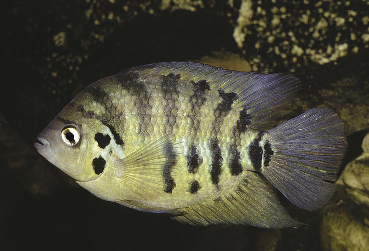 Archocentrus centrarchus