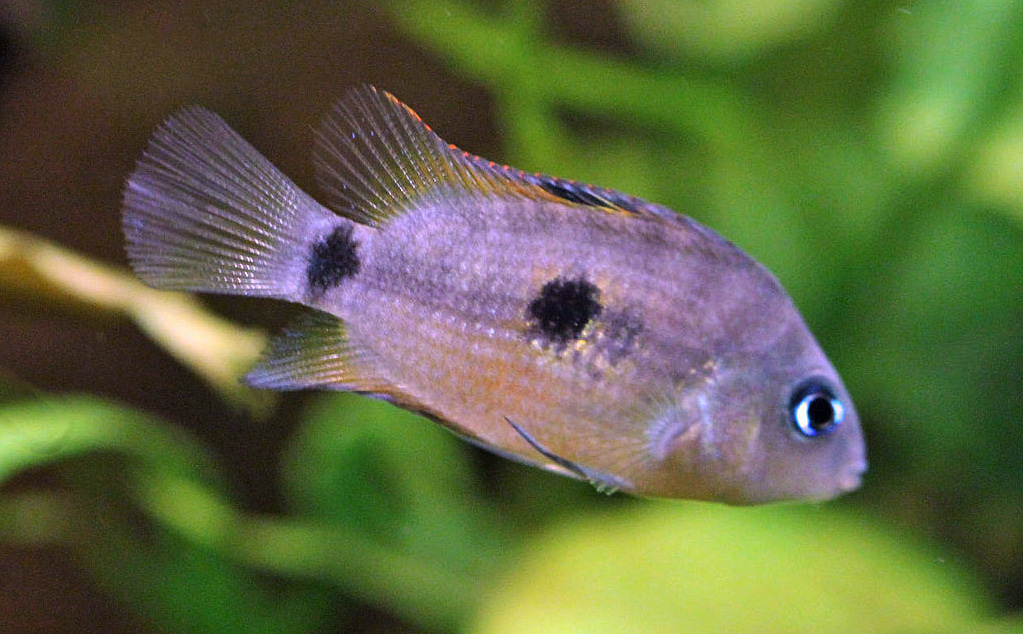 Amatitlania myrnae