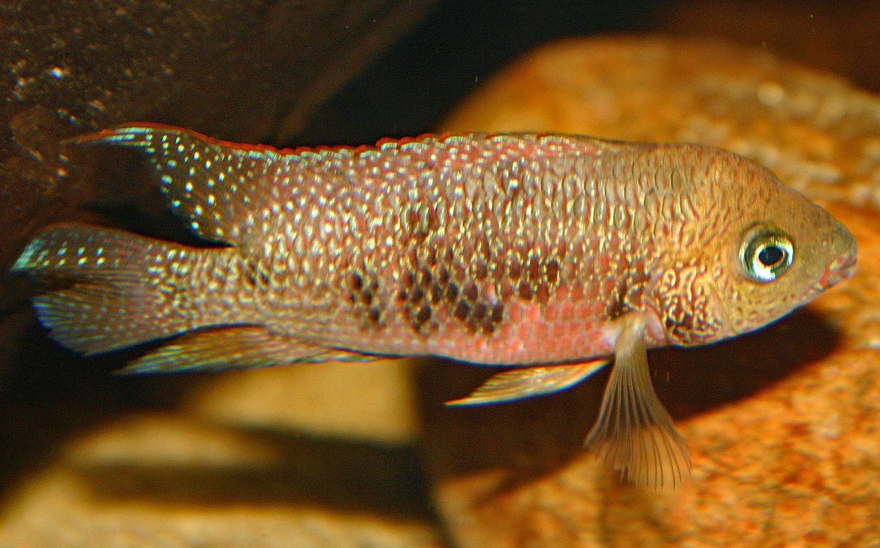 Panamius panamensis