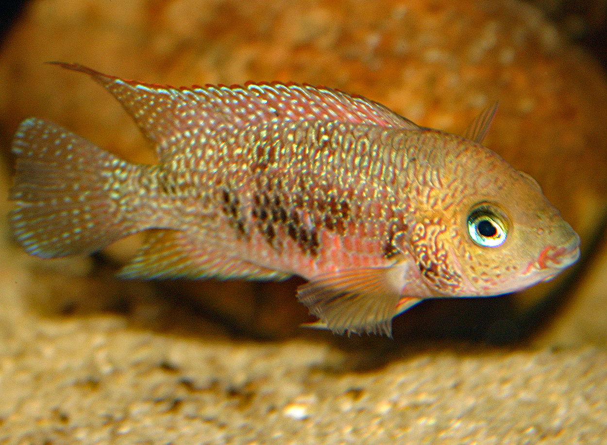 Panamius panamensis