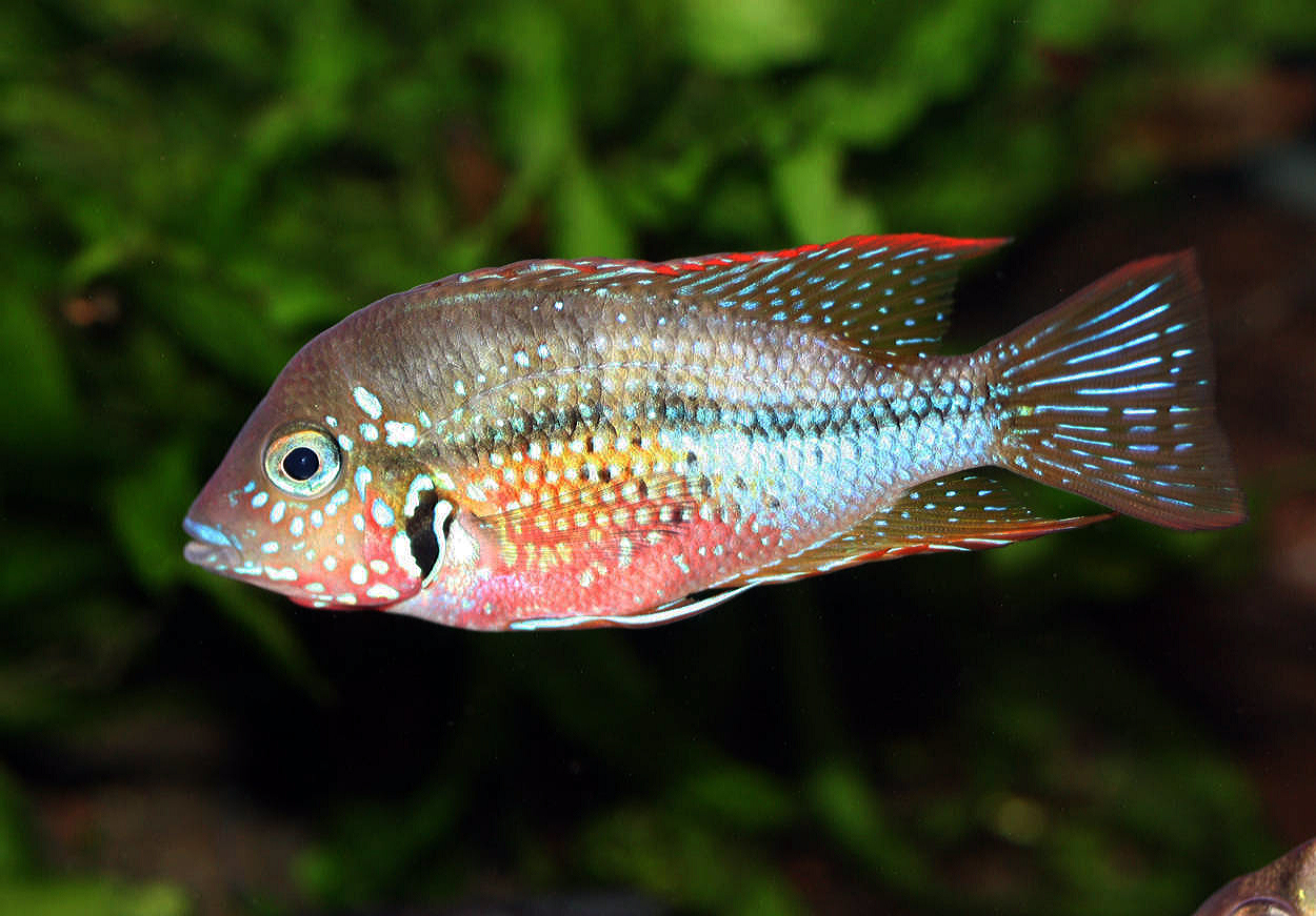 Thorichthys maculipinnis