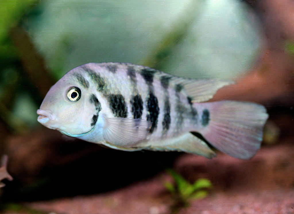 Cryptoheros sp. 'Honduran redpoint'