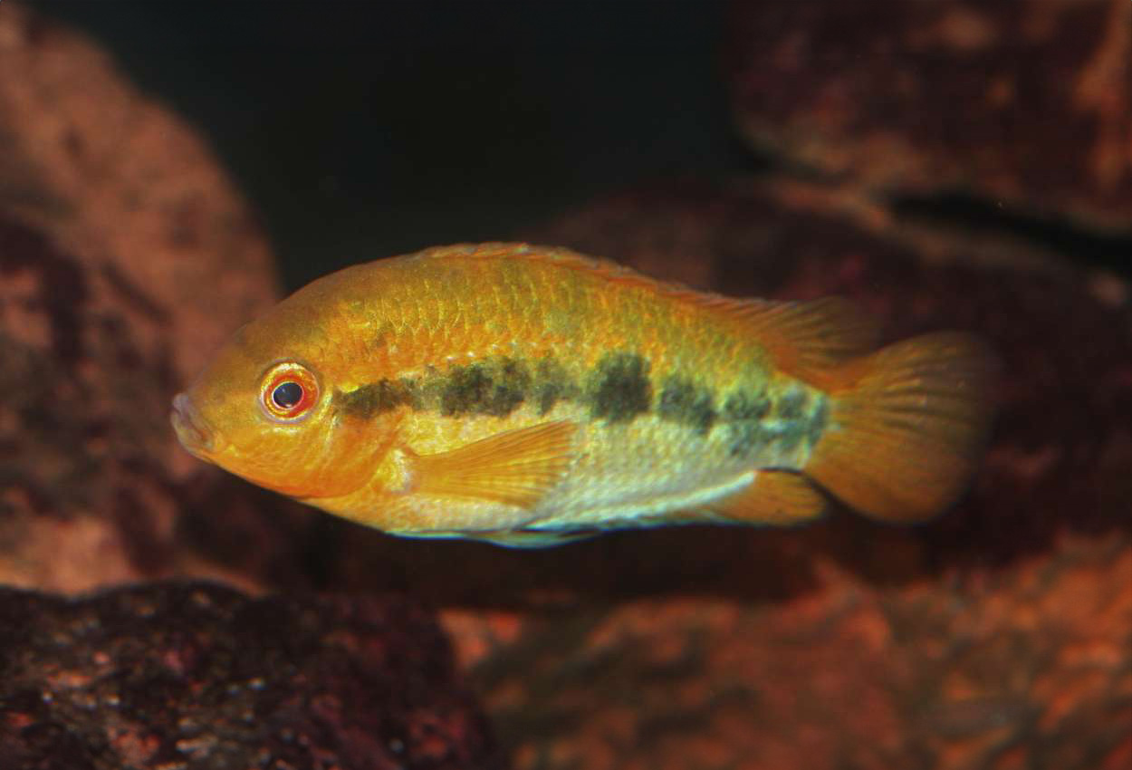 Herotilapia multispinosa