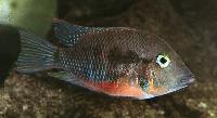 Thorichthys meeki, Rio Champotón (hona)