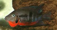 Thorichthys meeki, Rio Champotón (hane)