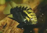 Herotilapia multispinosa