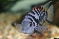 Amatitlania nigrofasciata
