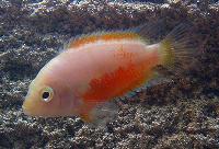 Amatitlania nigrofasciata