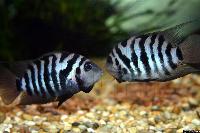 Amatitlania nigrofasciata
