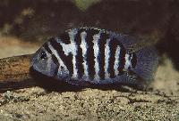 Amatitlania nigrofasciata