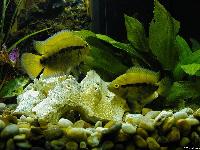 Archocentrus multispinonosus