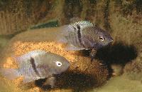Amatitlania sajica