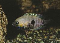 Amatitlania septemfasciata