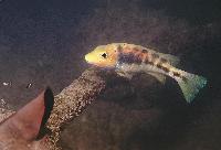 Theraps irregularis