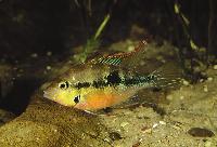 Thorichthys aureus