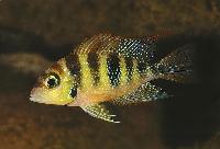 Thorichthys helleri