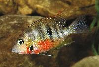 Thorichthys maculipinnis
