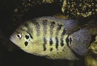 Archocentrus centrarchus
