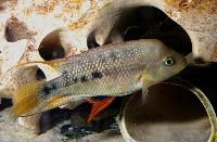 Amphilophus istlanus