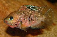 Panamius panamensis