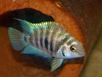 Amatitlania nigifasciata 