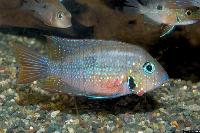 Thorichthys aureus