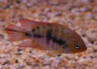 Amatitlania sajica