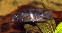 Neetroplus nematopus, hona