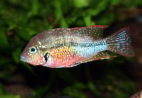 Thorichthys maculipinnis