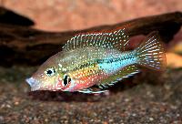 Thorichthys maculipinnis