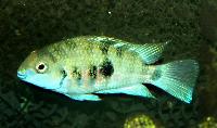 Amatitlania nigrofasciata (f.d.A.siquia)
