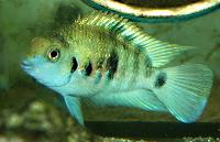 Amatitlania nigrofasciata (f.d.A.siquia)