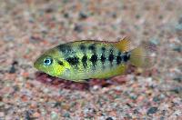 Amatitlania nanolutea