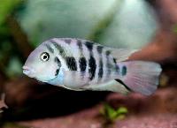 Cryptoheros sp. 'Honduran redpoint'
