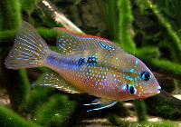 Thorichthys ellioti