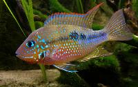 Thorichthys ellioti