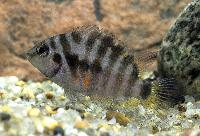 Sebraciklid