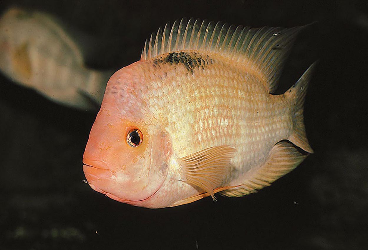 Amphilophus citrinellus