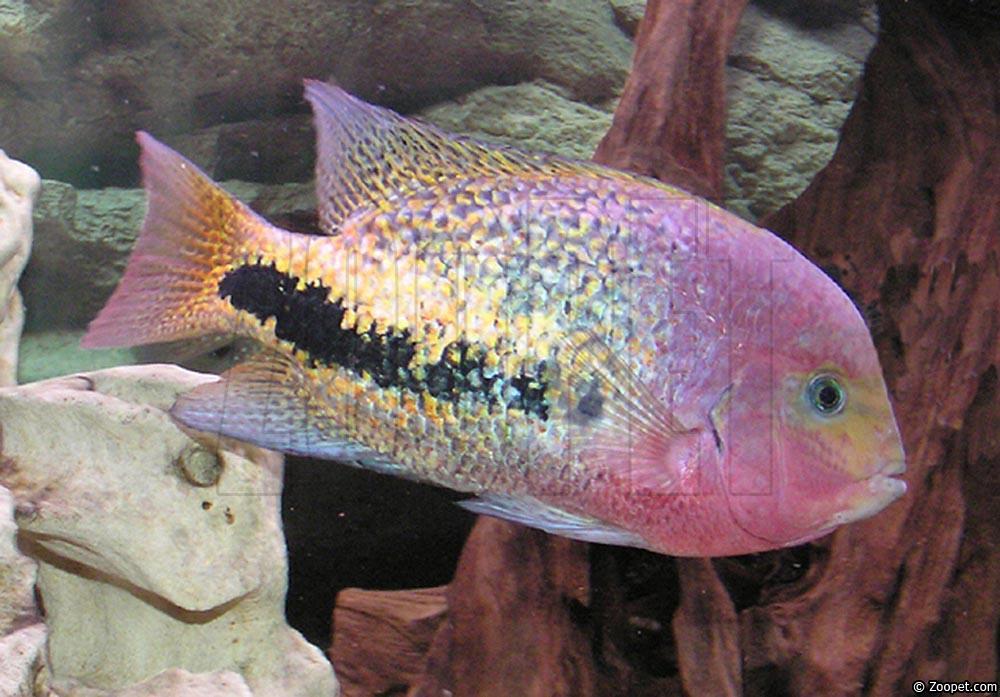 Vieja synspila (hane)