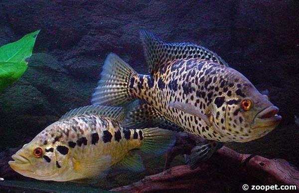 Parachromis managuensis (par)