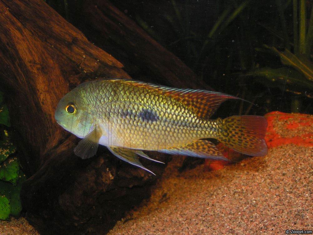 Hypsophrys nicaraguensis