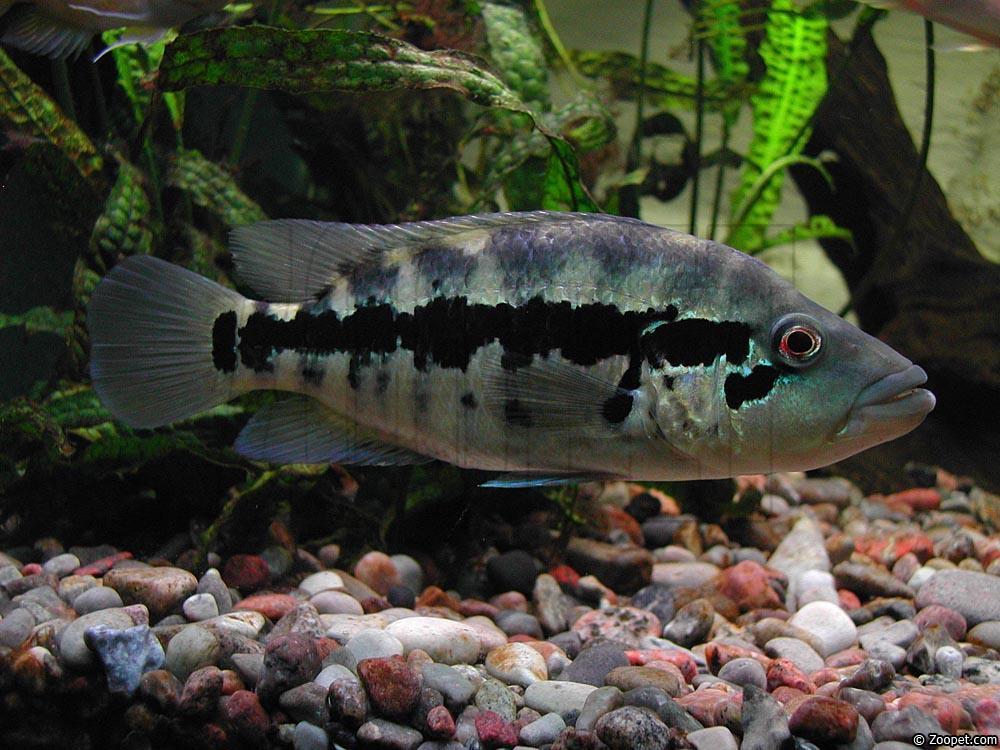 Parachromis dovii (hona)