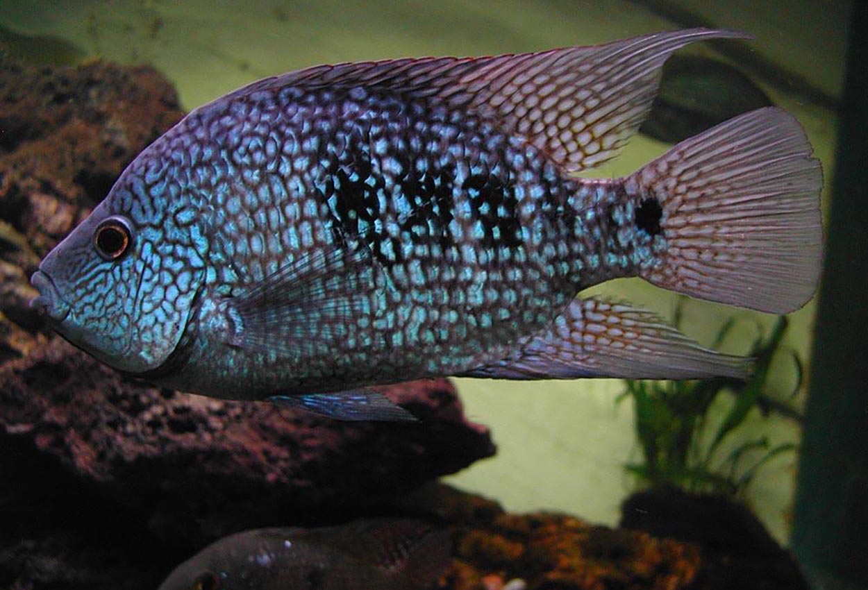Herichthys carpintis